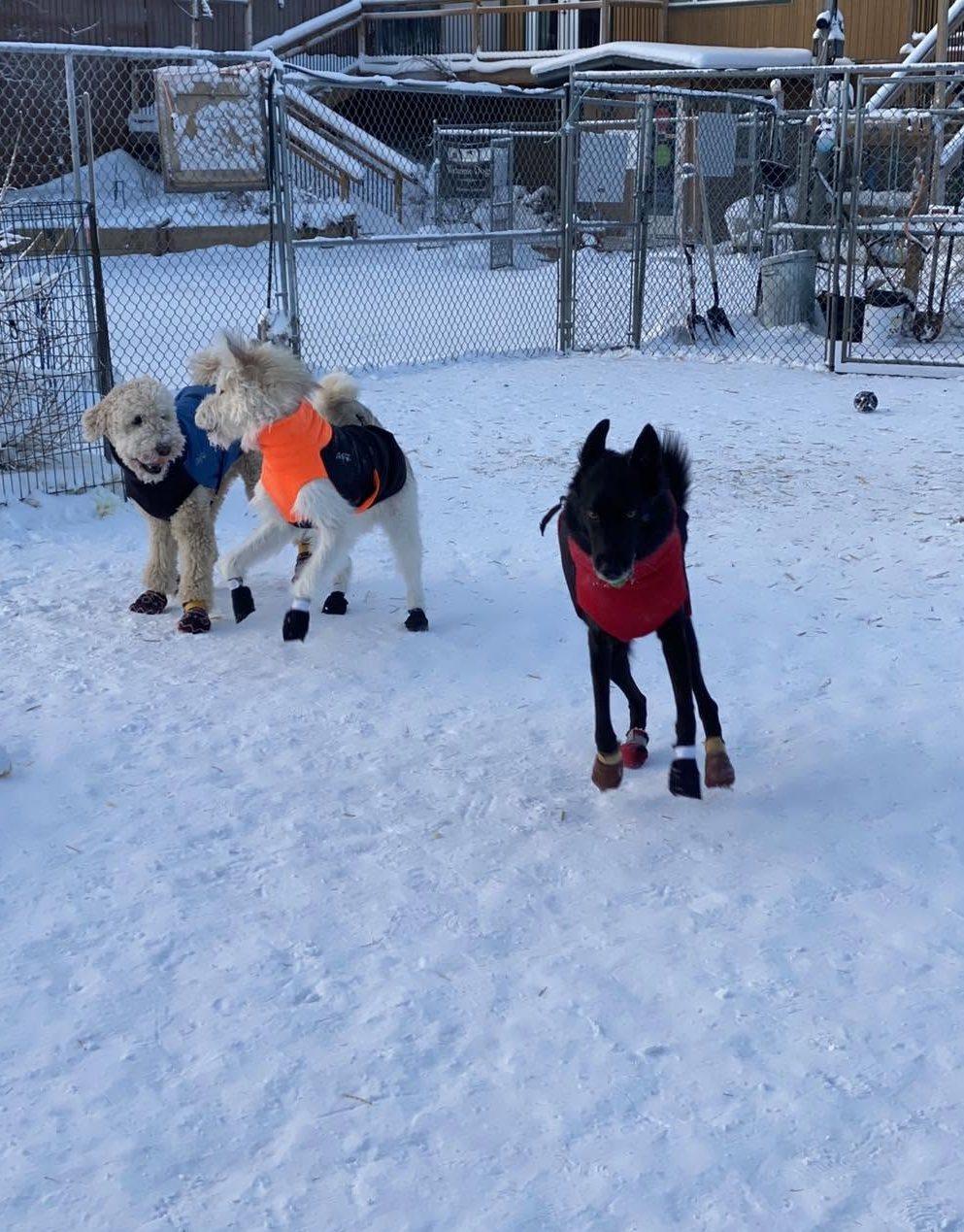 Three dogs in colourful winter coats and booties playing together in the snowy Happy Pooch yard