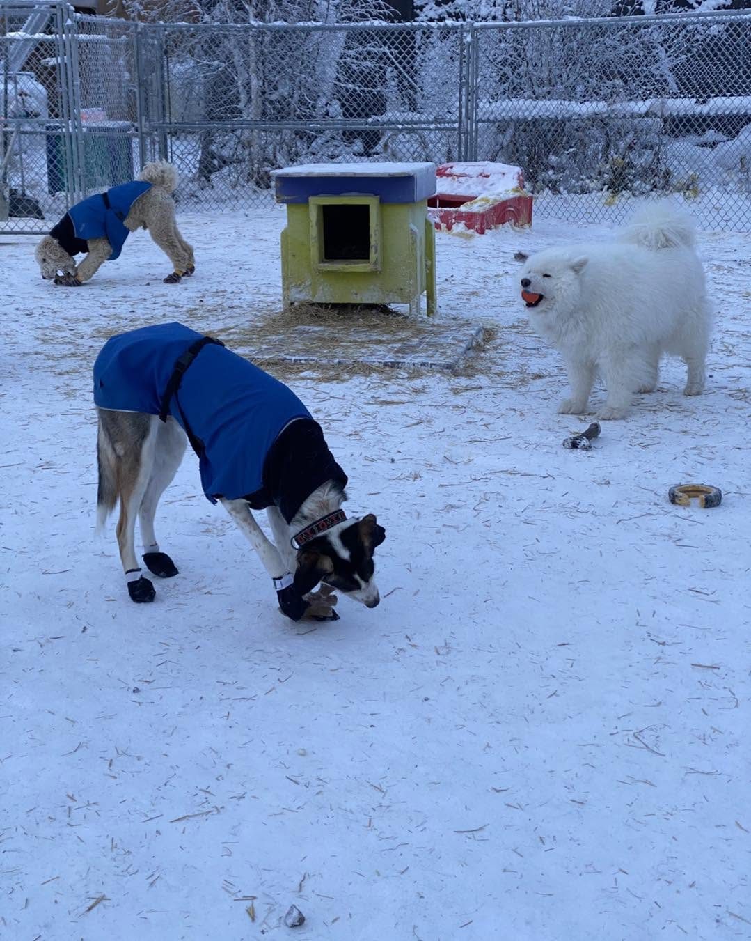 A husky in a blue winter coat sniffs the snow while a fluffy white Samoyed smiles nearby